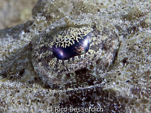 Croc-Fish Eye by Rico Besserdich 